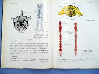 カイロ矯正